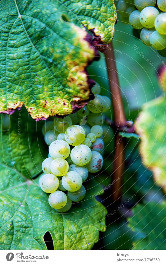 Wein vor der Lese Frucht Ernährung Winzer Landwirtschaft Forstwirtschaft Nutzpflanze Weintrauben Weinblatt ästhetisch authentisch einzigartig positiv süß gelb