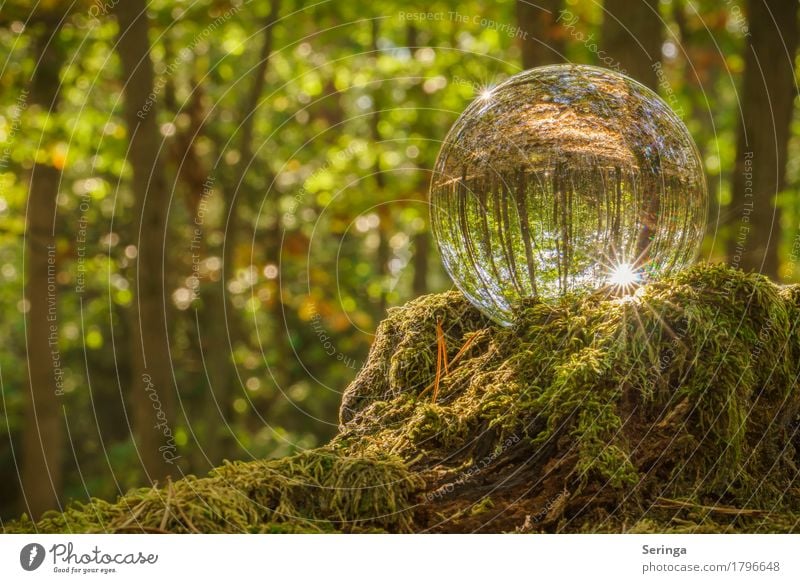 Waldzauber durch die Glaskugel Umwelt Natur Landschaft Pflanze Tier Sonne Sonnenlicht Sommer Herbst Baum Gras Moos Kugel Stimmung Reflexion & Spiegelung