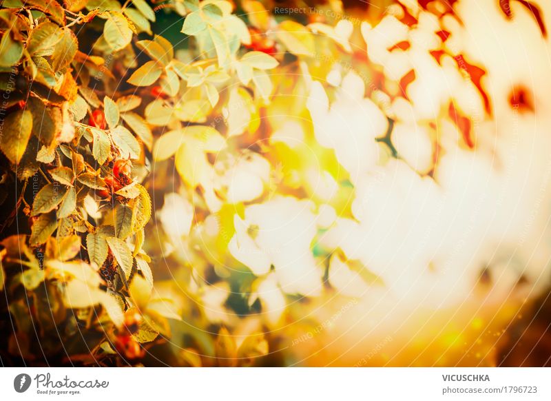 Herbstblätter im Abendlicht Lifestyle Design Garten Natur Landschaft Pflanze Sonnenlicht Schönes Wetter Baum Sträucher Blatt Park gelb Sonnenuntergang