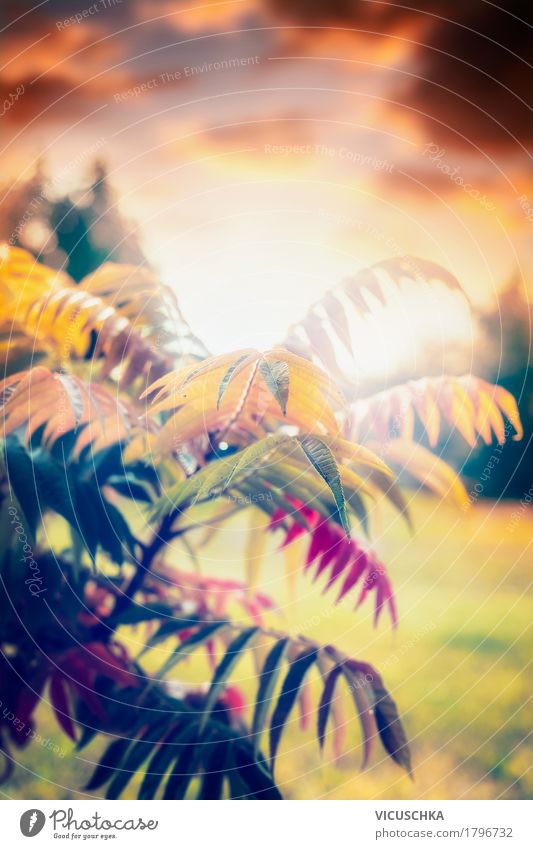 Schöne Herbstlaub , Sonnenuntergang Lifestyle Design Garten Natur Pflanze Sonnenlicht Schönes Wetter Baum Sträucher Blatt Park weich gelb beautiful September
