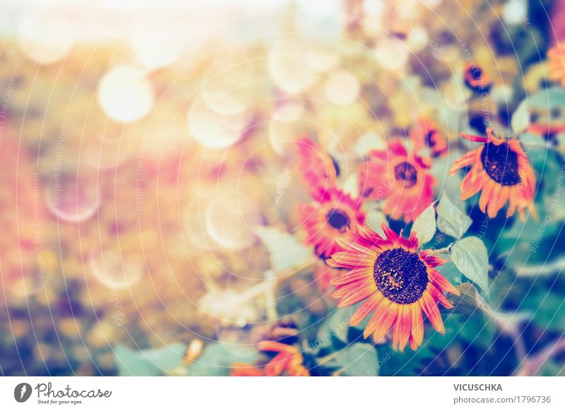Herbst rote Sonnenblumen im Graten Lifestyle Design Sommer Garten Natur Pflanze Sonnenlicht Schönes Wetter Blume Blatt Park gelb autumn Unschärfe schön Farbfoto