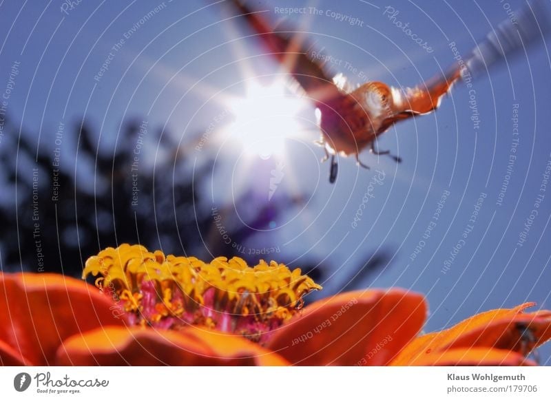 Distelfalter überfliegt eine Zinnienblüte im Sonnenschein Farbfoto mehrfarbig Außenaufnahme Makroaufnahme Experiment Tag Blitzlichtaufnahme Sonnenlicht