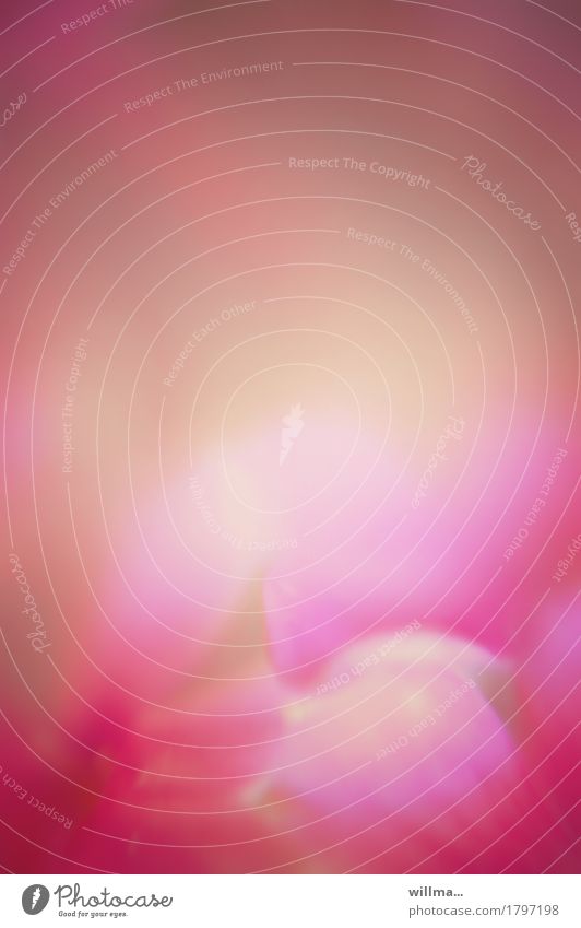 altersbukett rosé | klangfarbe Blüte Blütenblatt Blume Duft weich rosa Aquarell verträumt zart Meditation sanft Farbfoto Außenaufnahme Experiment