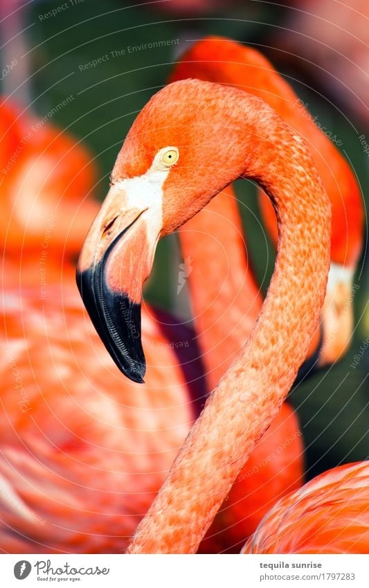 Flamingo Tier Wildtier Tiergesicht 1 Tiergruppe orange rosa rot Zoo Farbfoto mehrfarbig Außenaufnahme Tierporträt Profil