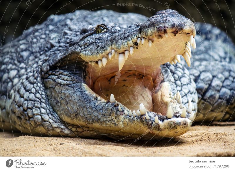 Kroko III Tier Wildtier Zoo Krokodil Alligator Maul Gebiss Zähne zeigen 1 lachen Fressen gähnen Gaumen Schuppen Farbfoto Tierporträt Oberkörper Blick