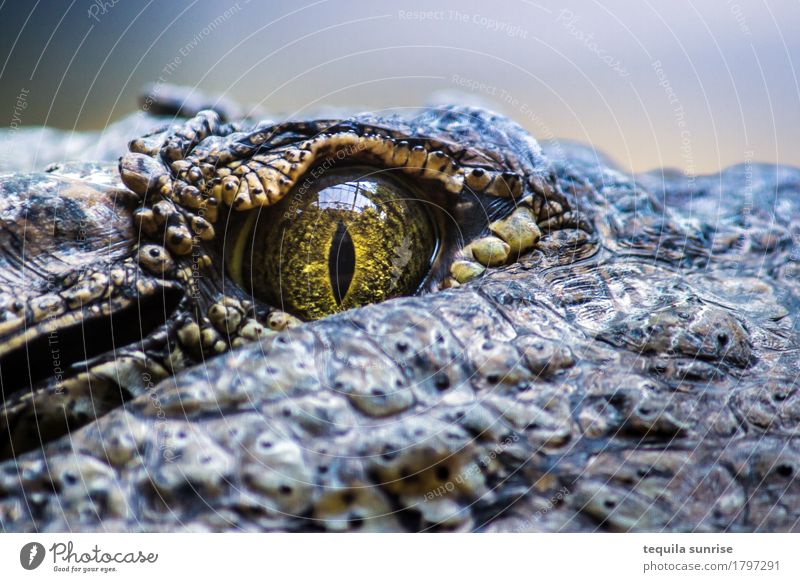 Kroko II Tier Wildtier Tiergesicht Zoo Krokodil Reptil Alligator Kaiman Kaltblüter 1 Auge Pupille Regenbogenhaut blau grau Wachsamkeit beobachten Farbfoto