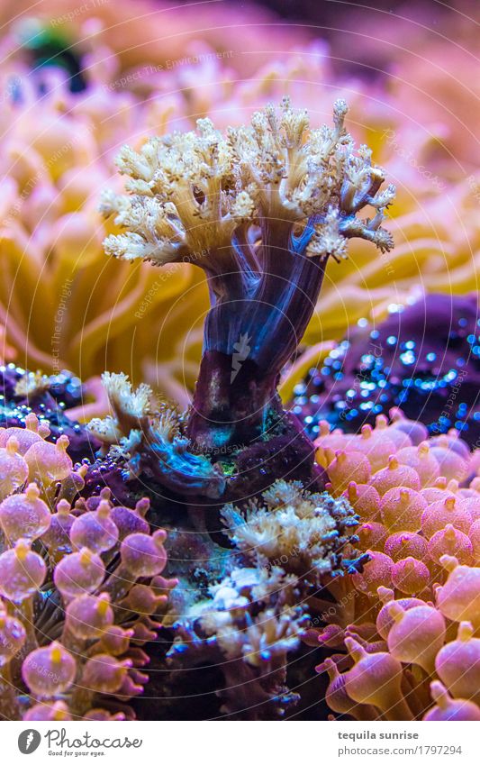 Meerbaum Pflanze Wasser Baum Blume exotisch Wasserpflanze Riff Korallenriff mehrfarbig violett rosa Anemonen Wald tauchen Farbfoto Detailaufnahme Makroaufnahme