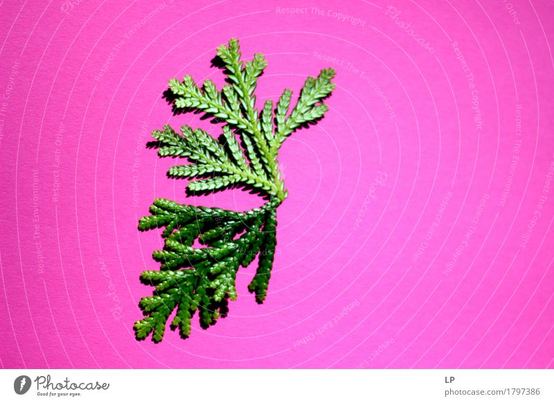 pink / grün Lifestyle Stil Design Gesundheitswesen Wellness Leben harmonisch Wohlgefühl Freizeit & Hobby Winter Feste & Feiern Umwelt Pflanze Frühling Sommer