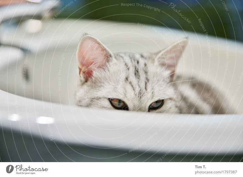 Katze Tier Haustier 1 ruhig Bad Waschbecken Farbfoto Innenaufnahme Menschenleer Abend Blick