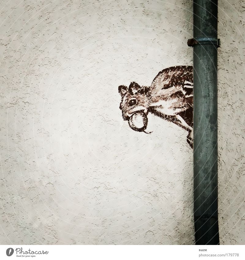 Steinbeißer Mauer Wand Fassade Tier Wildtier Eichhörnchen Nagetiere 1 Zeichen Graffiti lustig niedlich braun grau weiß Zeichnung Wandmalereien Straßenkunst Putz