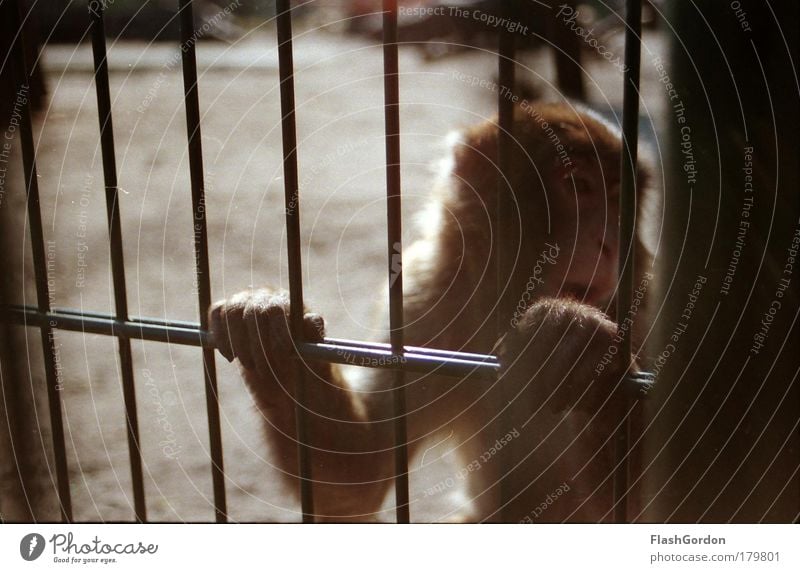 Japanmakak Außenaufnahme Tierporträt Wegsehen Wildtier Tiergesicht Pfote Zoo 1 demütig Traurigkeit Heimweh Fernweh Einsamkeit Affen Tag