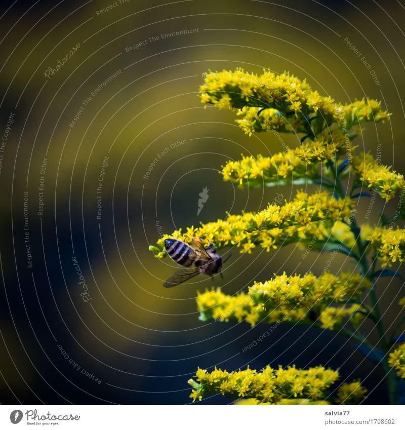 gelbe Sternchen Natur Pflanze Tier Sommer Blume Blüte Wildpflanze Kanadische Goldrute Wald Nutztier Biene Insekt Honigbiene 1 Arbeit & Erwerbstätigkeit Duft