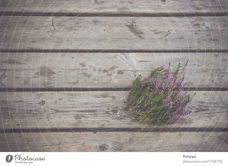Heidekraut Pflanze mit lila Blüten Sommer Garten Dekoration & Verzierung Tisch Feste & Feiern Natur Herbst Blume Blatt Blumenstrauß Holz natürlich retro grün