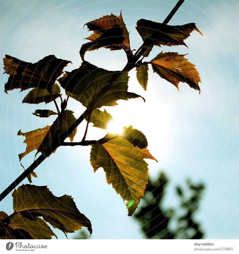Herbstfarben Farbfoto Außenaufnahme Menschenleer Tag Licht Schatten Kontrast Silhouette Reflexion & Spiegelung Sonnenlicht Sonnenstrahlen Gegenlicht Unschärfe