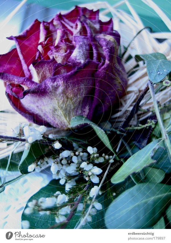 welke Schönheit Gedeckte Farben Blume Rose Blatt Grünpflanze kalt stachelig blau grün violett schön Vergänglichkeit Herbst Traurigkeit