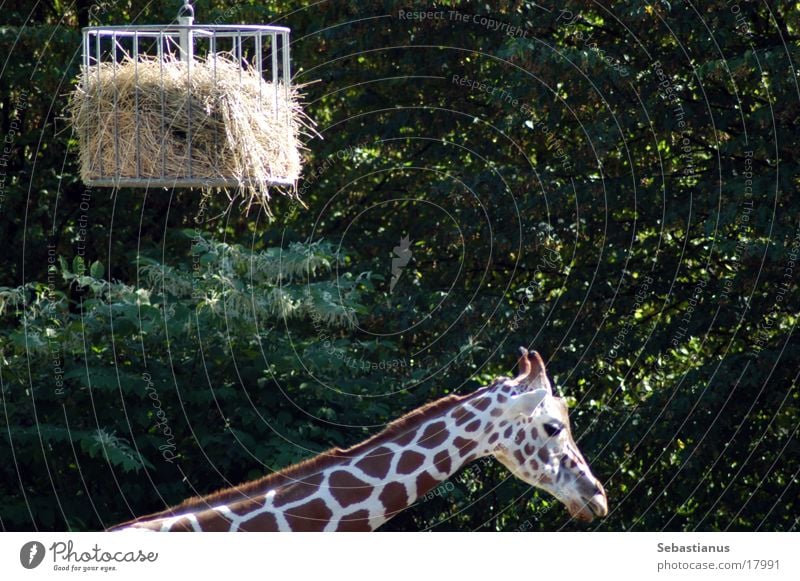ich krieg nen Hals Stroh Käfig Giraffe Zoo Duisburg exotische Tierart