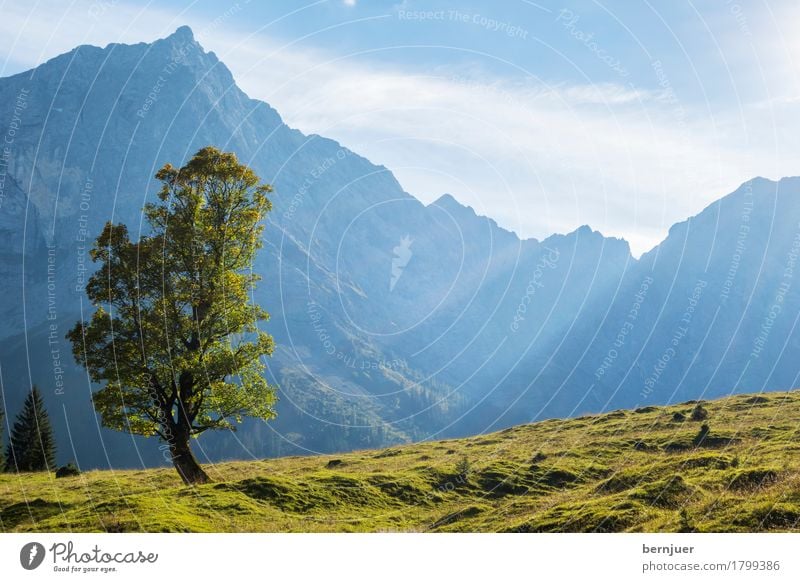 Solitude standing Wolken Sonnenlicht Herbst Wetter Schönes Wetter Pflanze Baum Alpen Berge u. Gebirge Gipfel blau grün ruhig Einsamkeit einzigartig Ahorn