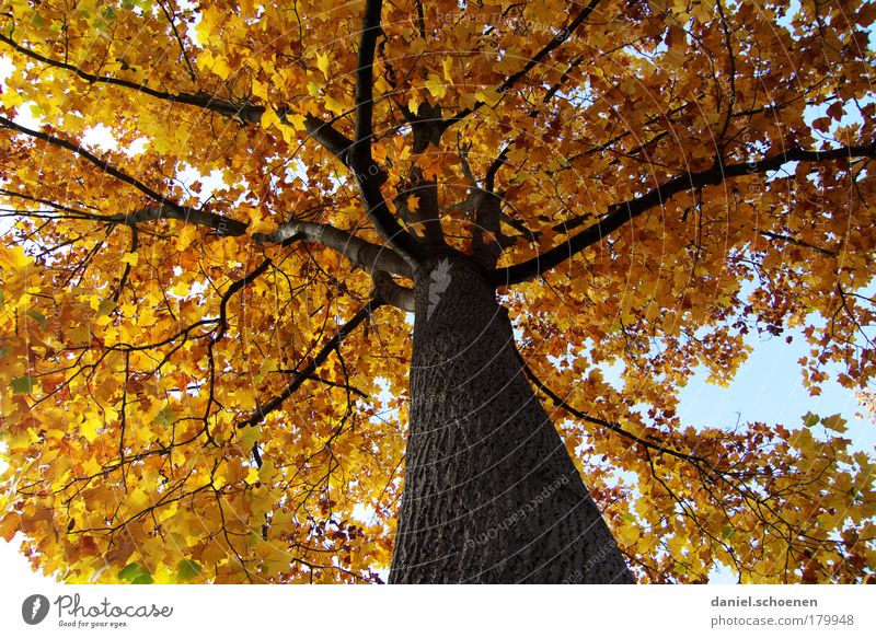 gelber Herbst von unten Froschperspektive Umwelt Natur Pflanze Schönes Wetter Baum Park Wald gold Farbe Vergänglichkeit Zeit