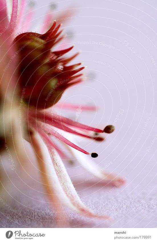 sternenfühler Farbfoto Nahaufnahme Detailaufnahme Makroaufnahme Natur Pflanze Sommer Blüte exotisch Duft rosa weiß Blütenblatt Blütenknospen Fühler