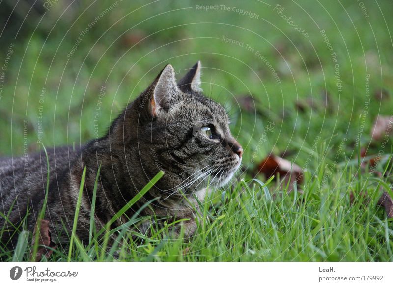 Katze im Gras Haustier Tiergesicht 1 fangen liegen Blick warten Freundlichkeit niedlich Farbfoto Außenaufnahme Abend Starke Tiefenschärfe Zentralperspektive