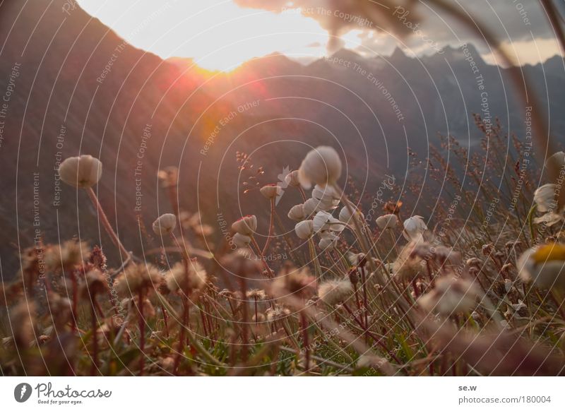 Sonnenanbeter Farbfoto Menschenleer Sonnenaufgang Sonnenuntergang Gegenlicht Froschperspektive Pflanze Sonnenlicht Sommer Schönes Wetter Blume Gras Blüte Alpen