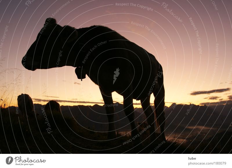 Rindvieh am Morgen Außenaufnahme Morgendämmerung Silhouette Sonnenaufgang Sonnenuntergang Weitwinkel Tierporträt Berge u. Gebirge Natur Landschaft Horizont