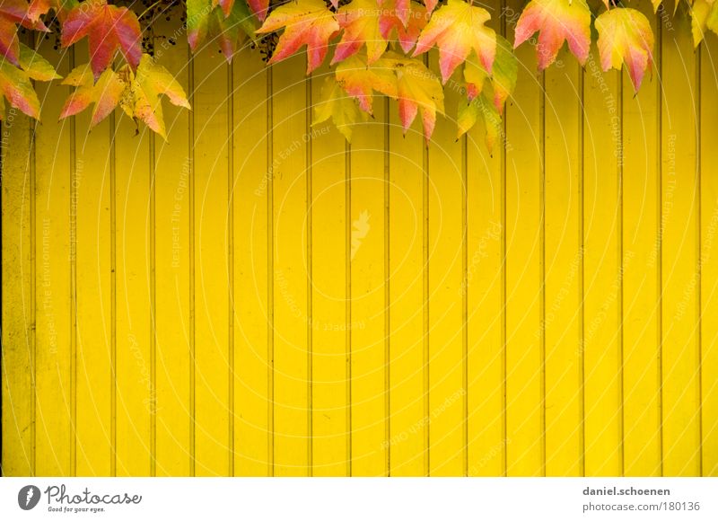 gelber Herbst vertikal mehrfarbig Textfreiraum links Textfreiraum rechts Textfreiraum unten Textfreiraum Mitte Efeu Blatt Mauer Wand Fassade Holz rot