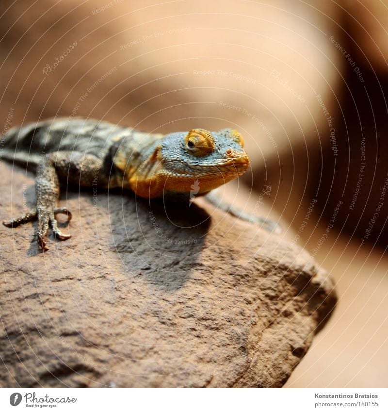 im Fokus Farbfoto Innenaufnahme Menschenleer Textfreiraum oben Tag Kunstlicht Schatten Kontrast Tierporträt Blick in die Kamera Natur Krallen Zoo Leguane Echsen