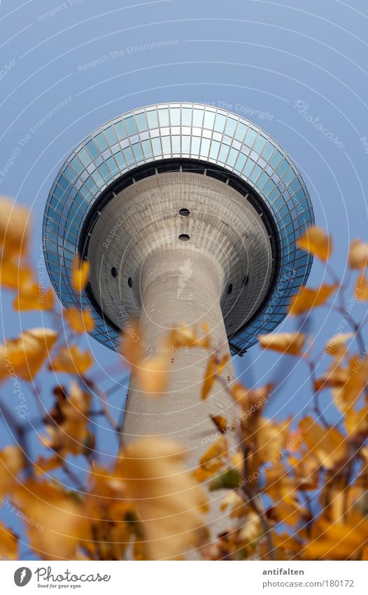 Herbstaussichten Natur Pflanze Himmel Wolkenloser Himmel Schönes Wetter Düsseldorf Deutschland Turm Rheinturm Sehenswürdigkeit Wahrzeichen hoch blau braun gelb