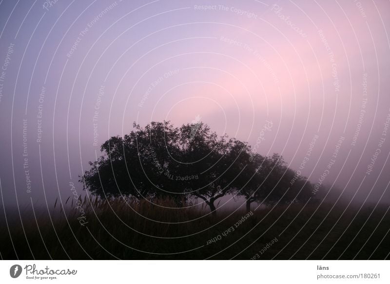 ein neuer Tag Natur Landschaft Pflanze Urelemente Himmel Nebel Baum Feld Dunst Apfelbaum Stimmung Farbfoto Außenaufnahme Menschenleer Textfreiraum oben Morgen