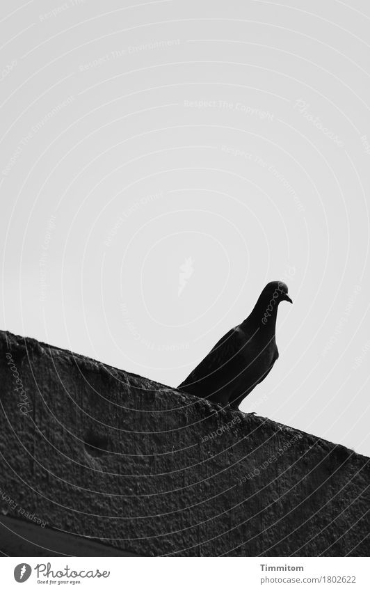 Wenn alles schwer scheint. Himmel Fassade Tier Vogel Taube 1 Beton Blick sitzen dunkel grau schwarz Gefühle Sorge Traurigkeit Krallen Schwarzweißfoto