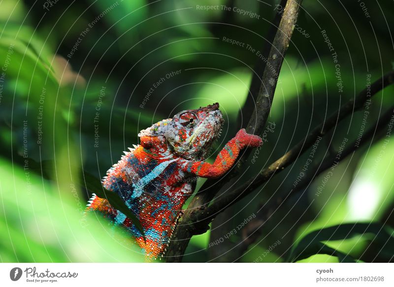 Der Sieger darf nach oben.. 1 Tier genießen Reptil Chamäleon Farbenspiel gemütlich langsam Pause ruhig Erfolg Klettern Zeitlupe mehrfarbig irre verrückt