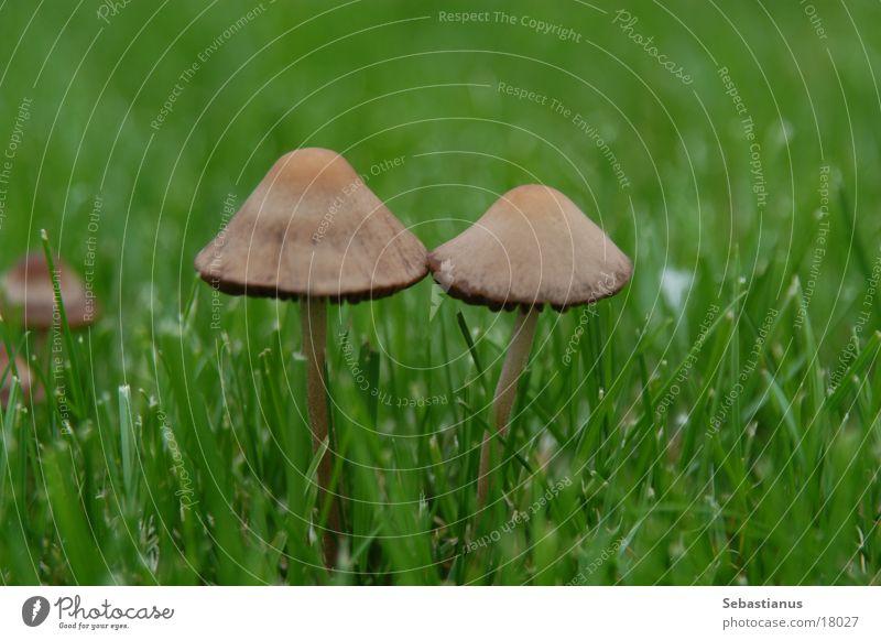 Welcome in my mushroom Zwilling Wiese grün Pflanze Hut Pilz Rasen