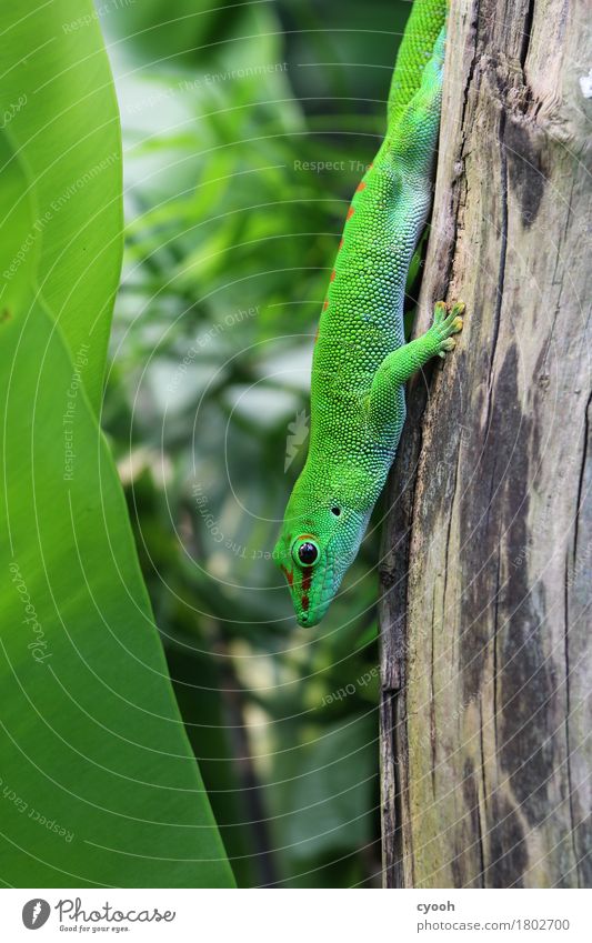 Gecko. Zoo 1 Tier hocken grün Echsen Reptil Auge Schuppen warten beobachten Versteck Tarnfarbe Tarnung Pause ruhig gemütlich Geschwindigkeit beweglich