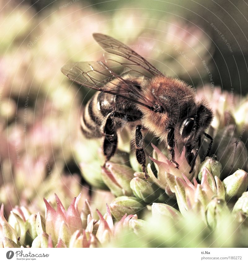 die fette Henne Umwelt Natur Landschaft Pflanze Tier Sommer Herbst Schönes Wetter Fetthenne Bodendecker Crassula Nutztier Biene Blühend Duft Fressen genießen