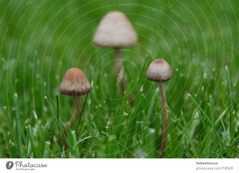 Welcome in my mushroom #2 Zwilling Wiese Pilz Drillinge Mushroom ausgrenzen alleinerziehend Ausgrenzung