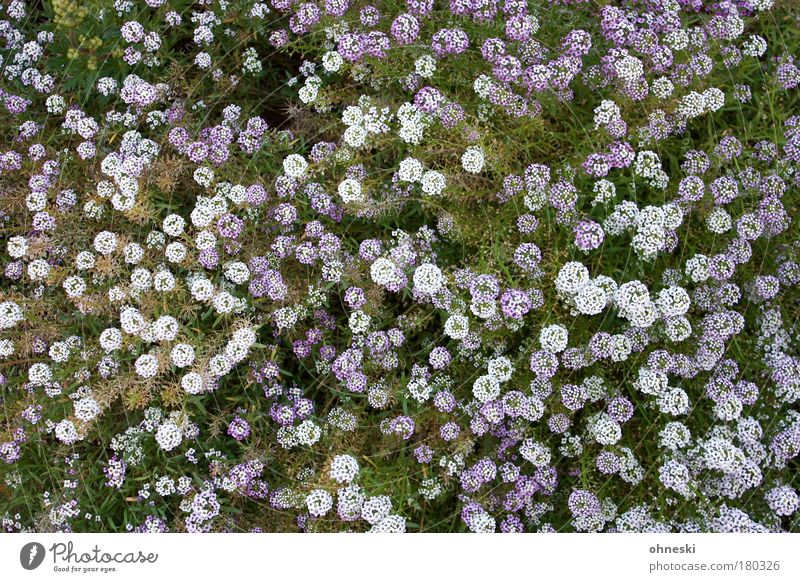 Blühen Farbfoto mehrfarbig Außenaufnahme abstrakt Muster Menschenleer Tag Vogelperspektive Natur Pflanze Erde Blume Blüte Wiese Blühend grün violett weiß