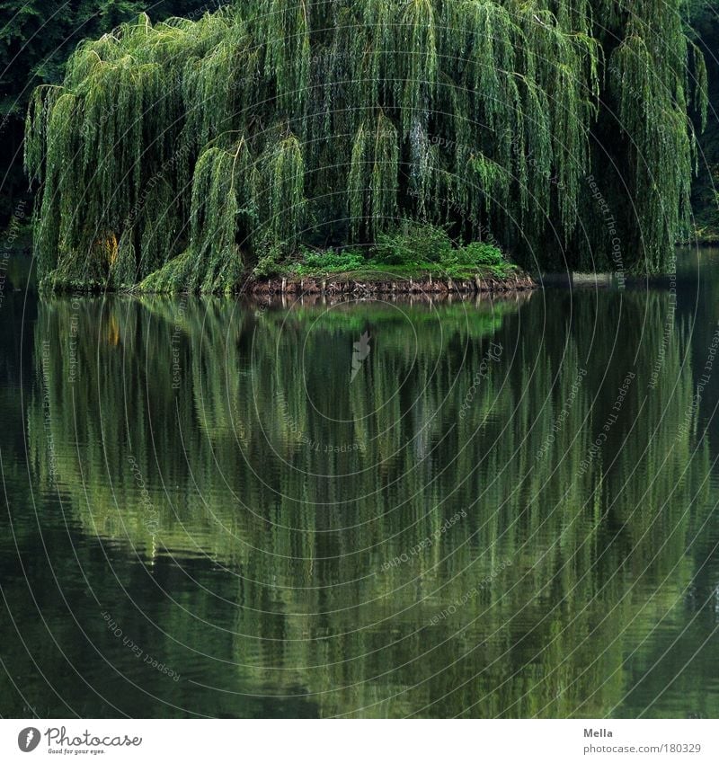 Spieglein, Spieglein Umwelt Natur Landschaft Pflanze Wasser Sommer Baum Weide Trauerweide Park Seeufer Teich Wachstum natürlich grün Stimmung Romantik ruhig