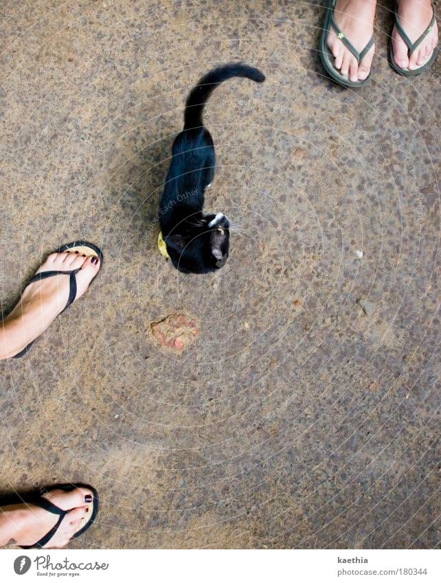 umzingelt! Sommer feminin Fuß 2 Mensch Flipflops Katze 1 Tier beobachten drehen entdecken Blick stehen Fröhlichkeit natürlich Neugier unten Tierliebe Interesse