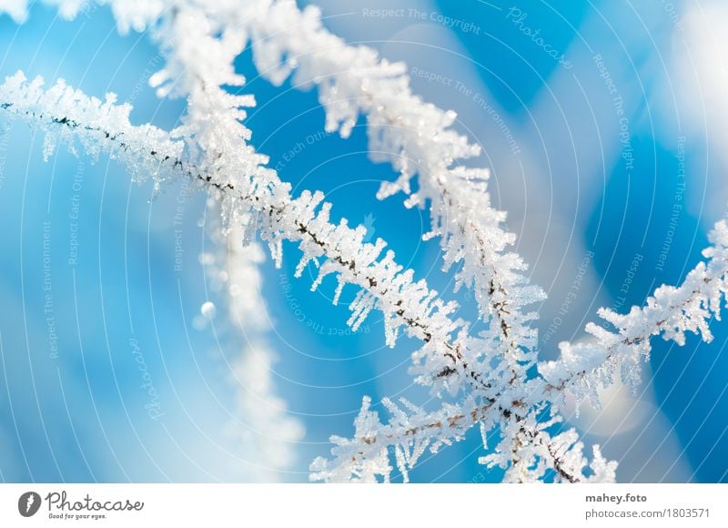 Winterzauber Eis Frost glänzend außergewöhnlich hell kalt blau weiß bizarr Vergänglichkeit Eiskristall Hintergrundbild Naturphänomene Raureif Stern (Symbol)