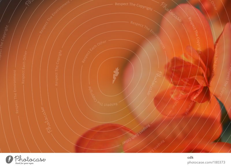 oranges Blütenreich Farbfoto Außenaufnahme Makroaufnahme Textfreiraum links Textfreiraum oben Textfreiraum Mitte Schwache Tiefenschärfe Umwelt Natur Pflanze