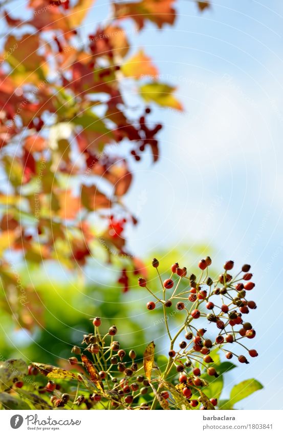 Happy Herbst Natur Pflanze Himmel Sonne Schönes Wetter Baum Sträucher Blatt Hagebutten Frucht Beeren leuchten hell mehrfarbig Stimmung Lebensfreude Farbe Klima