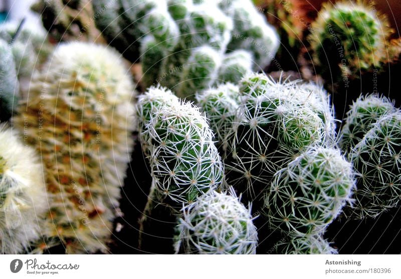 Kaktussis Umwelt Natur Pflanze Grünpflanze Topfpflanze Wachstum stachelig braun grün Stachel Pflanzenarten Farbfoto Innenaufnahme Makroaufnahme Menschenleer
