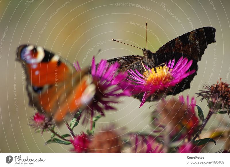 zwei Schmetterlinge Farbfoto Außenaufnahme Makroaufnahme Hintergrund neutral Tag Schwache Tiefenschärfe Zentralperspektive Tierporträt Vorderansicht Sommer