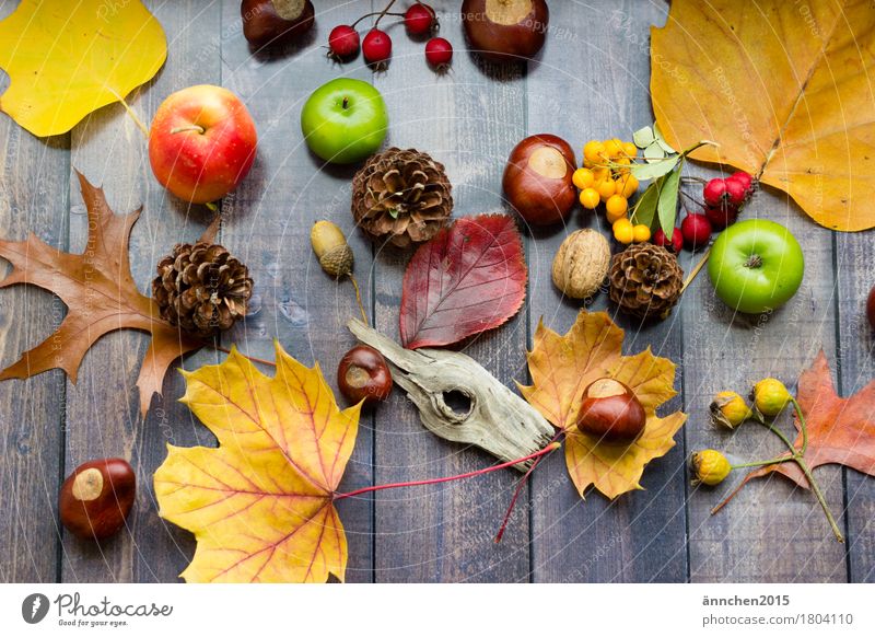 Herbstsammlung mehrfarbig Jahreszeiten gelb orange rot grün Sammlung ansammeln Leidenschaft Holz Zapfen Hagebutten Kastanie Eicheln Beeren Apfel Suche