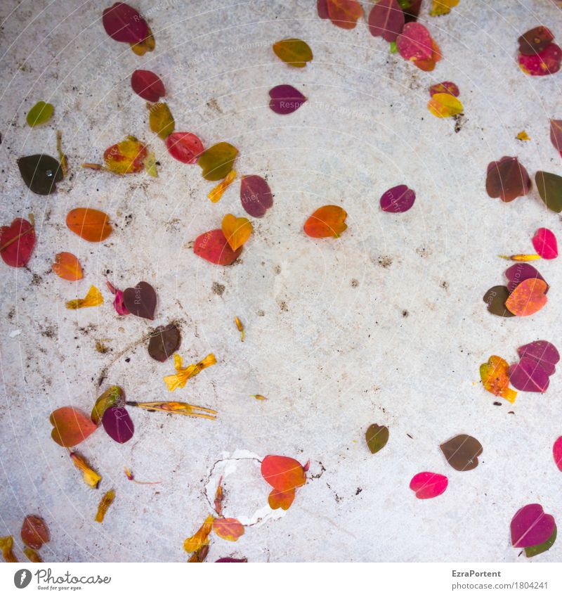 Fußbodenarrangement (herbstlich) Pflanze Blatt dreckig kaputt mehrfarbig grau rot weiß Terrasse Fliesen u. Kacheln Herbst Herbstfärbung liegen arrangiert