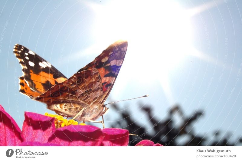 Distelfalter nascht im Sonnenlicht an einer Zinnienblüte Farbfoto mehrfarbig Außenaufnahme Detailaufnahme Makroaufnahme Menschenleer Tag Blitzlichtaufnahme