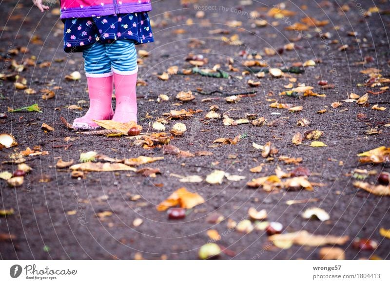 Herbstzeit Kind Kleinkind Beine 1 Mensch 1-3 Jahre Kastanie stehen stachelig unten blau braun mehrfarbig rosa schwarz herbstlich Oktober Regen Herbstlaub
