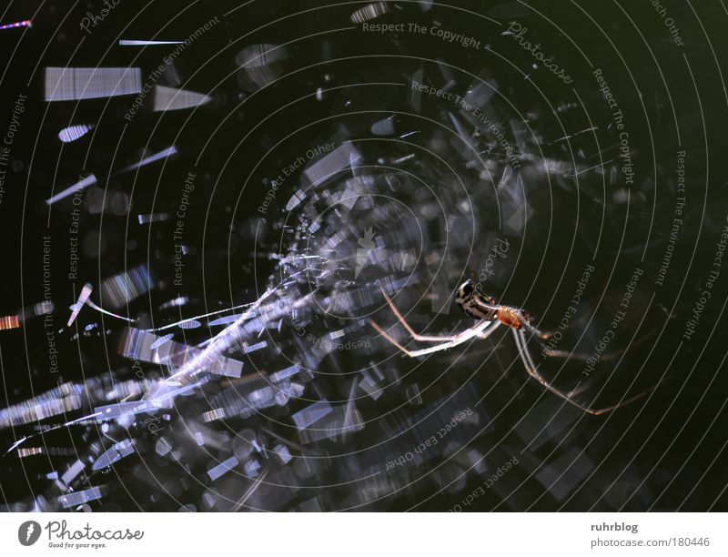 Spinnenetz glitzert im Sonnenlicht Farbfoto Außenaufnahme Makroaufnahme Licht Lichterscheinung Sonnenstrahlen Gegenlicht Natur Lichtbrechung Tier Netz glänzend