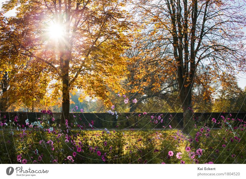 Einfach Herbst! Natur Landschaft Pflanze Schönes Wetter Baum Blume Blüte Park braun mehrfarbig gelb gold orange rosa Glück Lebensfreude Optimismus Zufriedenheit
